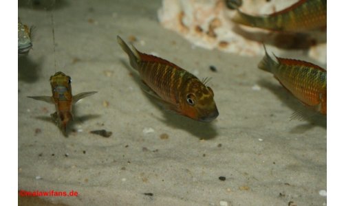 Tropheus golden kazumba